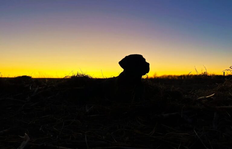 Lab silhouetted against the sunset