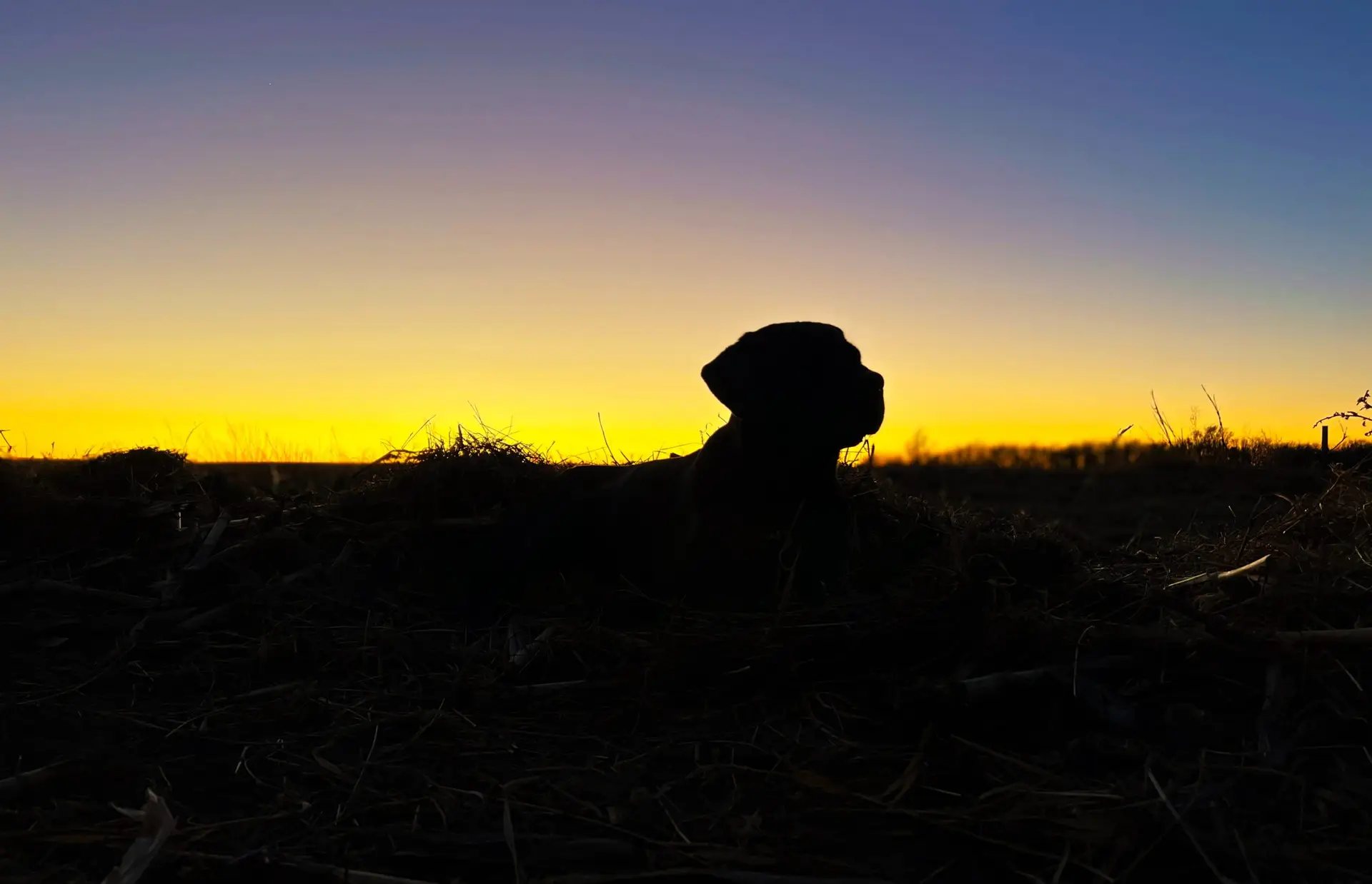 Lab silhouetted against the sunset